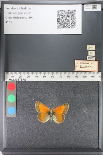 Media type: image;   Entomology 125401